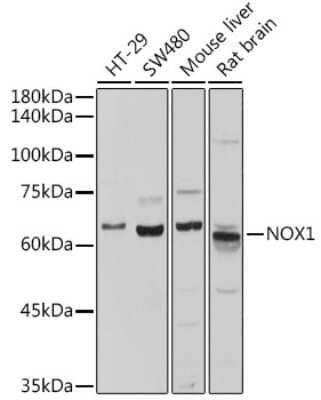 Western Blot: NOX1 AntibodyBSA Free [NBP2-94752]